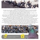 EU 6 Taubenabwehr Edelstahl 50cm 6-reihig