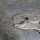 Normex Gripzange 250mm